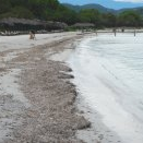 Présence de feuilles de posidonies sur la plage - Voir en grand