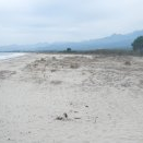 Dune basse avec une végétation herbacée et des Tamaris - Voir en grand